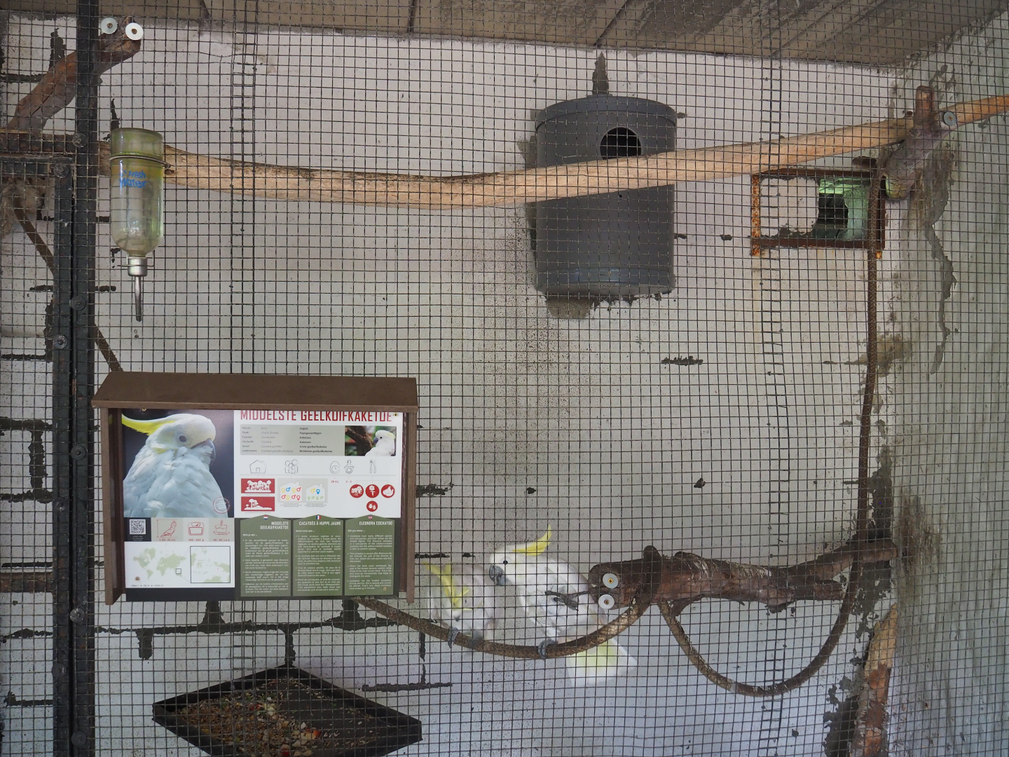 Indoor aviary Eleonora sulphur-crested cockatoo, 2019-08-04