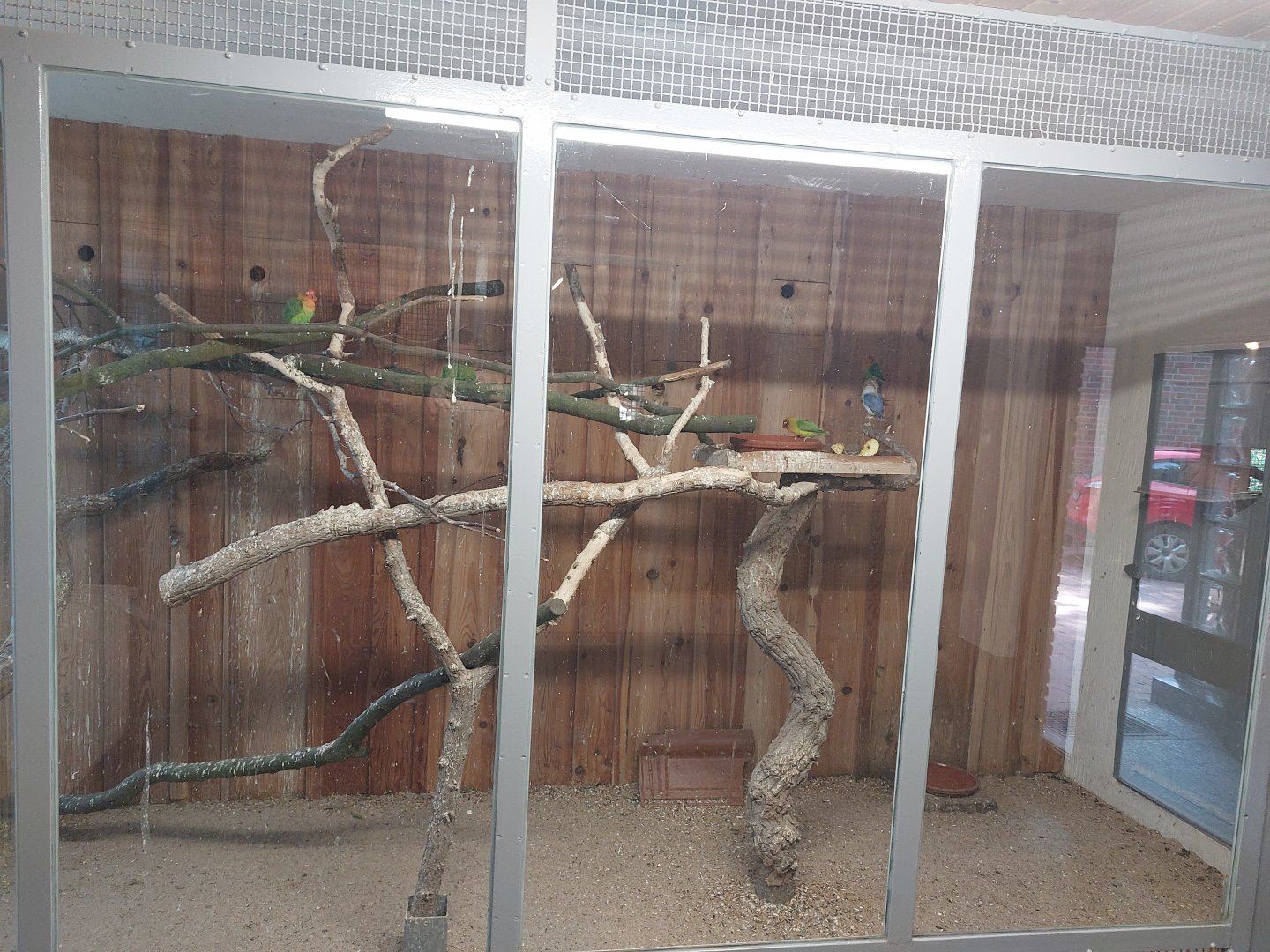 Indoor aviary for aviary for Rosy-faced lovebirds, Yellow-collared lovebirds and fischer's lovebirds and king quail