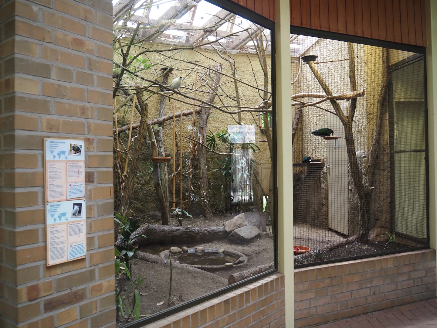 Indoor aviary for Bali myna and Nicobar pigeon, 2025-05-22