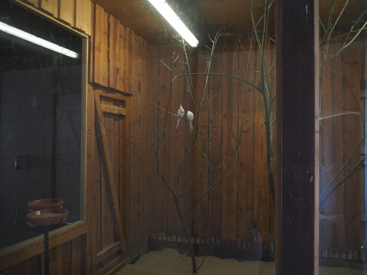 Indoor aviary for breeding form cockatiels, 2024-05-21