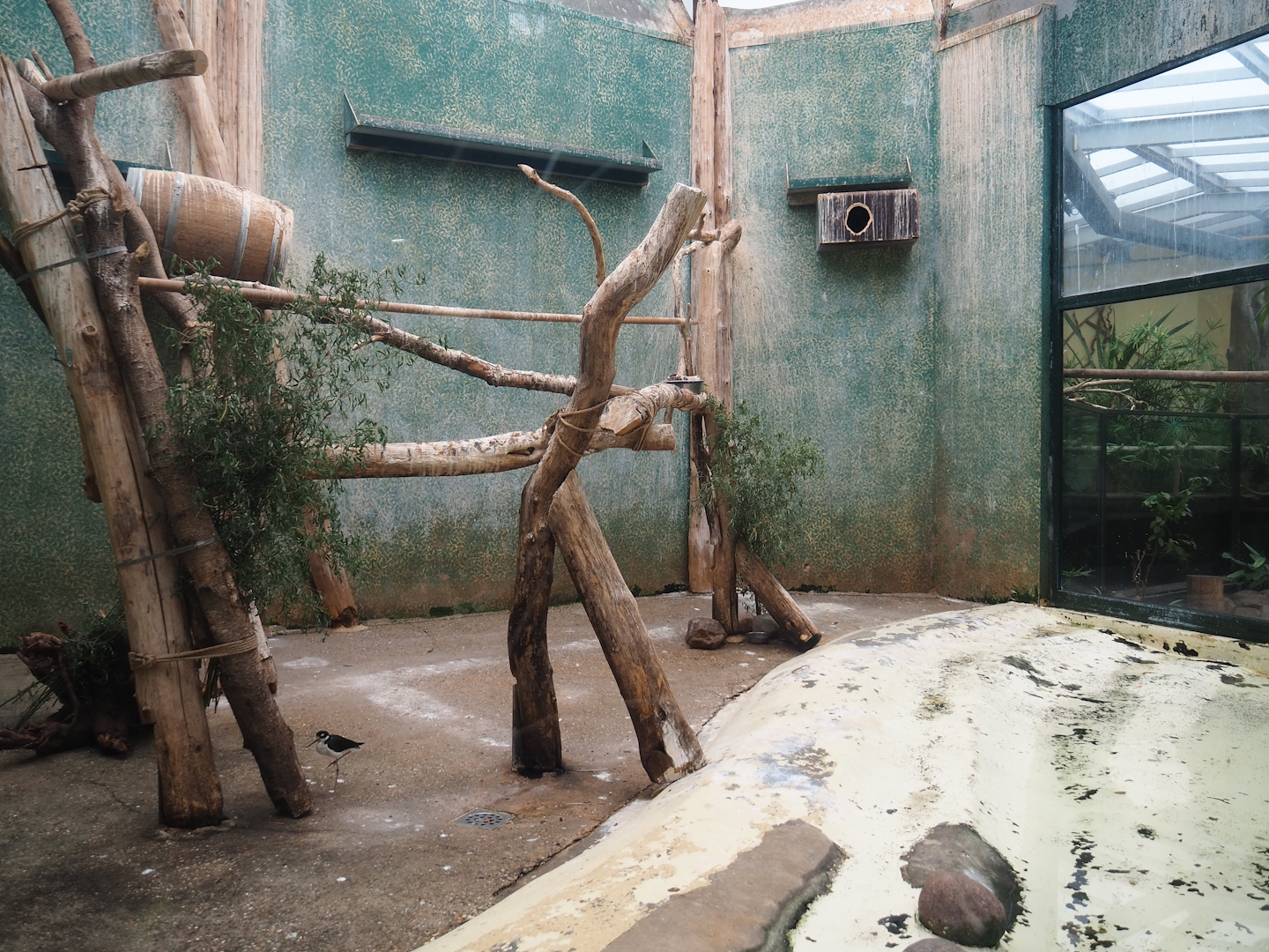 Indoor aviary for ibises, 2023-08-17