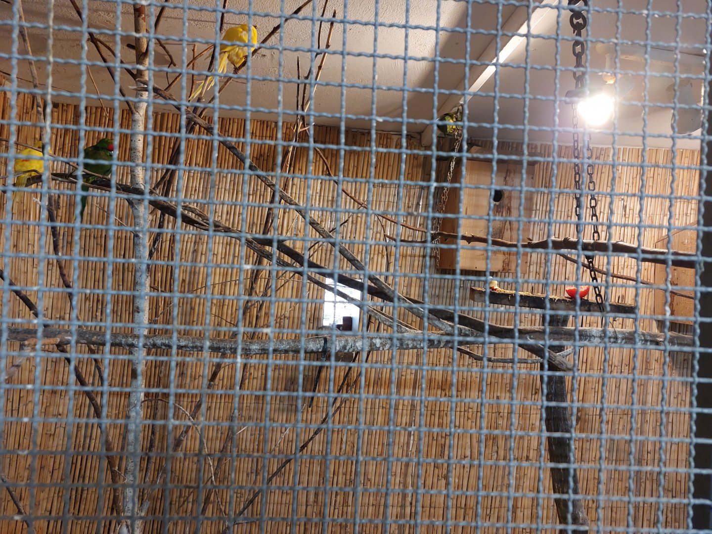 Indoor aviary for regent parrot and redcrowened parakeets and california quail