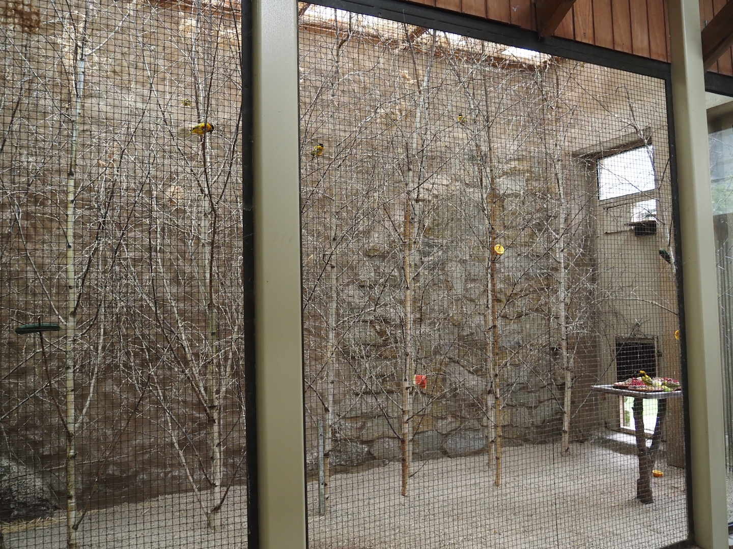 Indoor aviary for Village weavers and Spotted dikkop, 2025-05-22