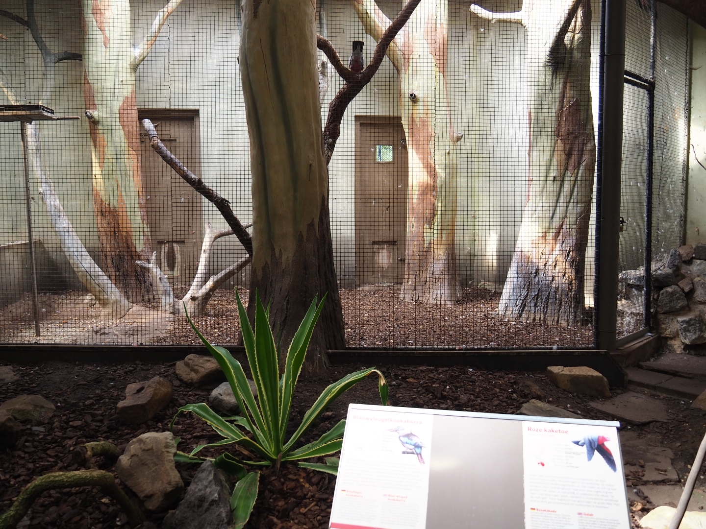 Indoor aviary Galah - Blue-winged kookaburra (Sep 16th, 2018)