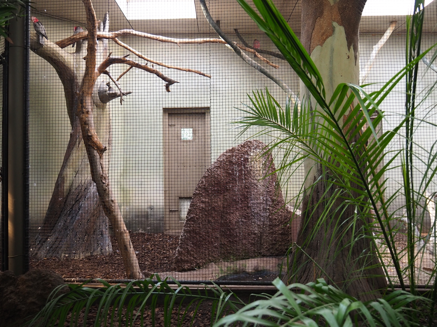 Indoor aviary Galah - Blue-winged kookaburra (Sep 16th, 2018)