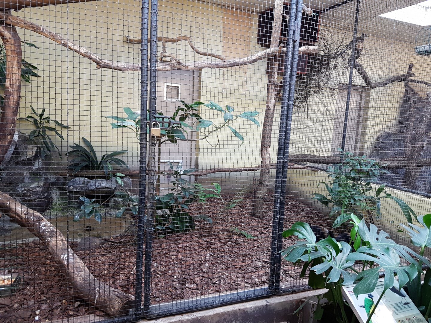 Indoor-aviary - Grey-winged trumpeter