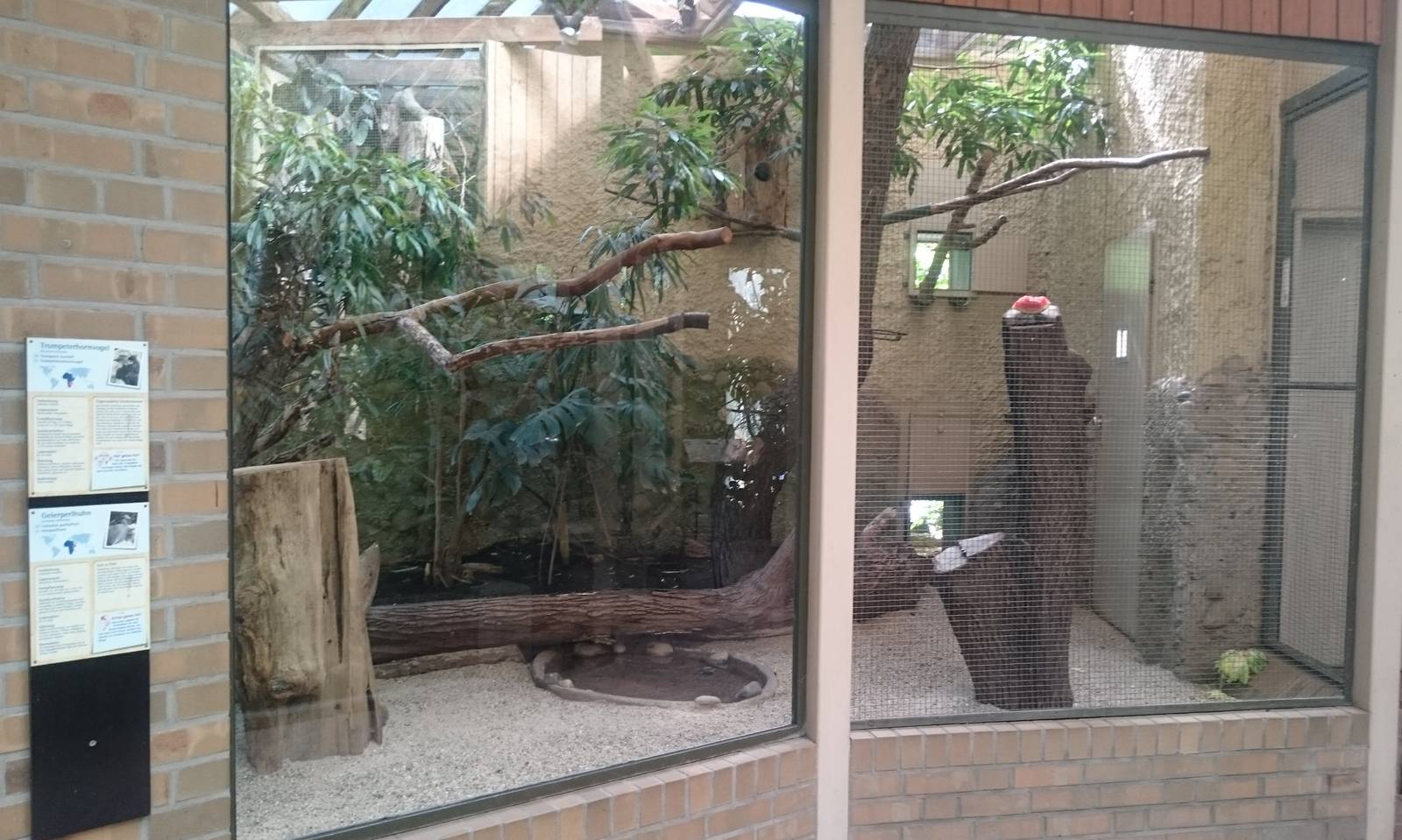 Indoor-aviary Hornbills and Guineafowl