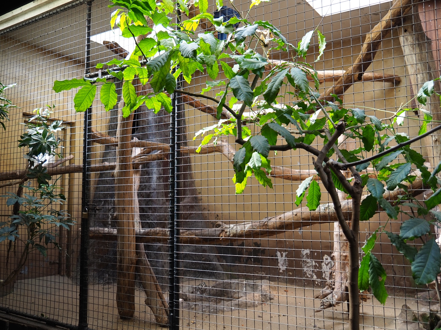 Indoor aviary Hyacinthine macaw (Sep 16th, 2018)