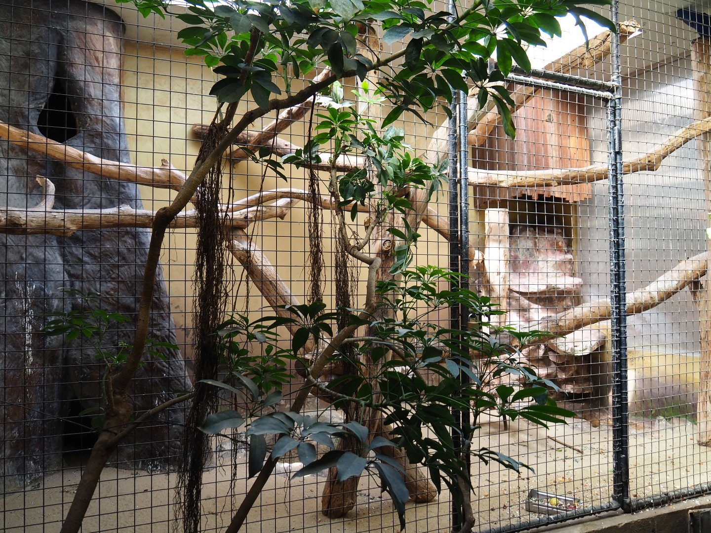 Indoor aviary Hyacinthine macaw (Sep 16th, 2018)