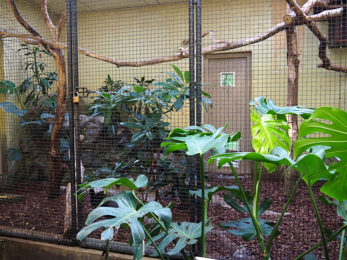 Indoor aviary Inca jay - Grey-winged trumpeter (Sep 16th, 2018)