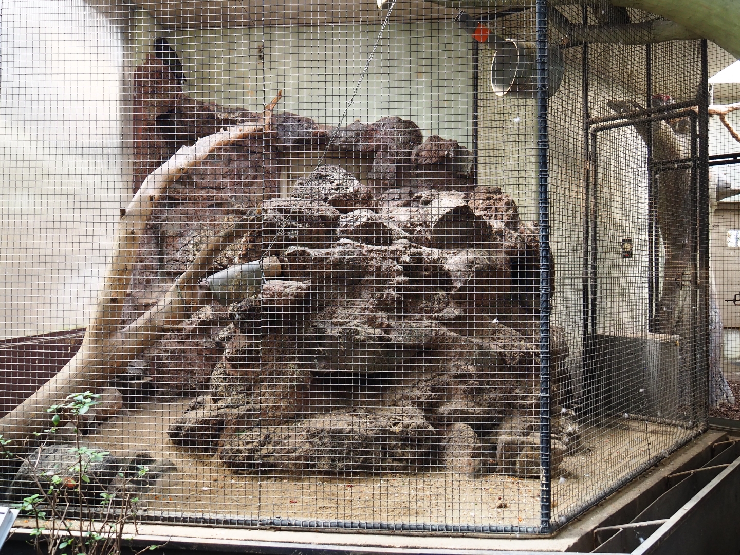 Indoor aviary Kea (Sep 16th, 2018)