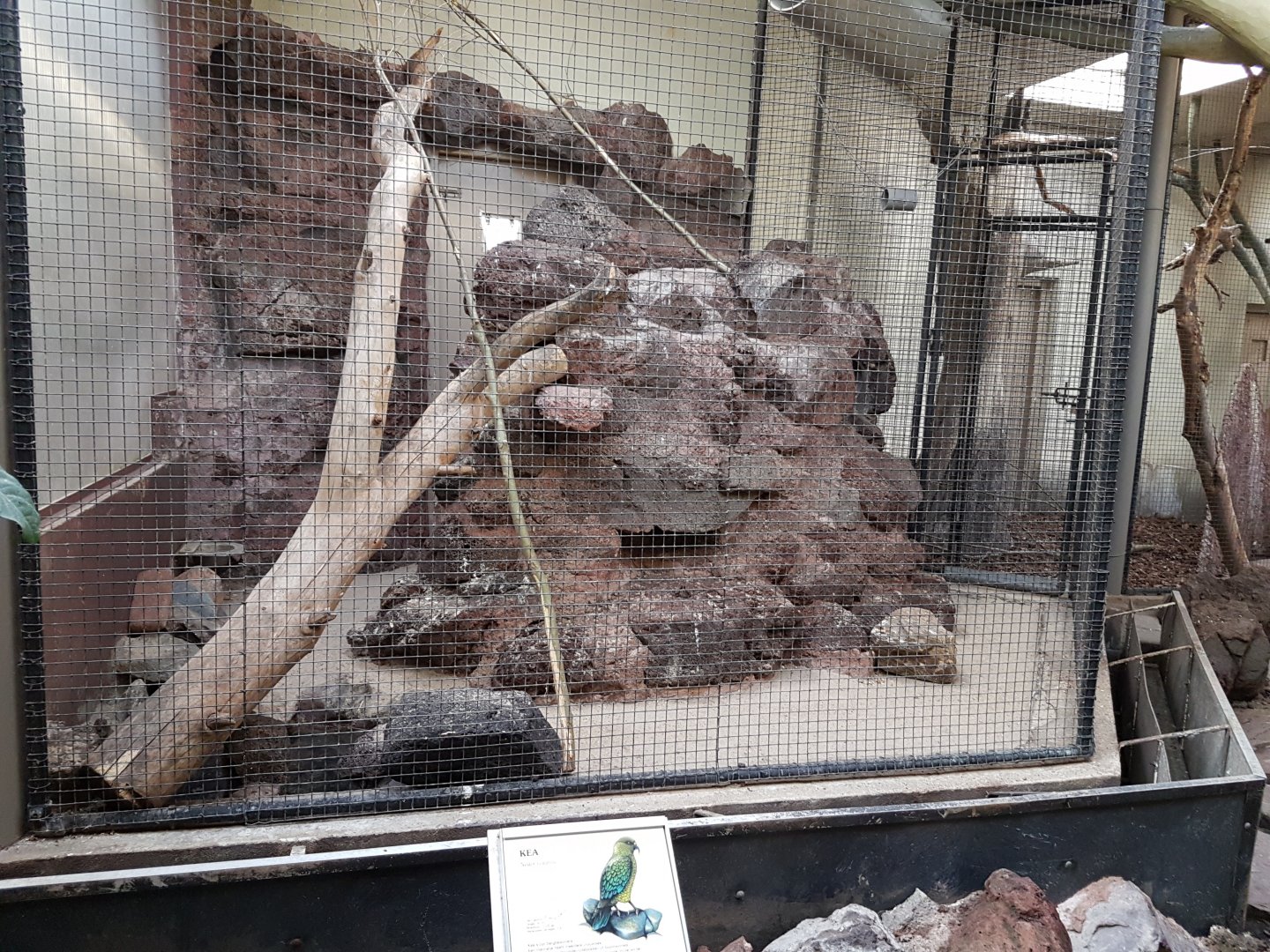 Indoor-aviary Kea