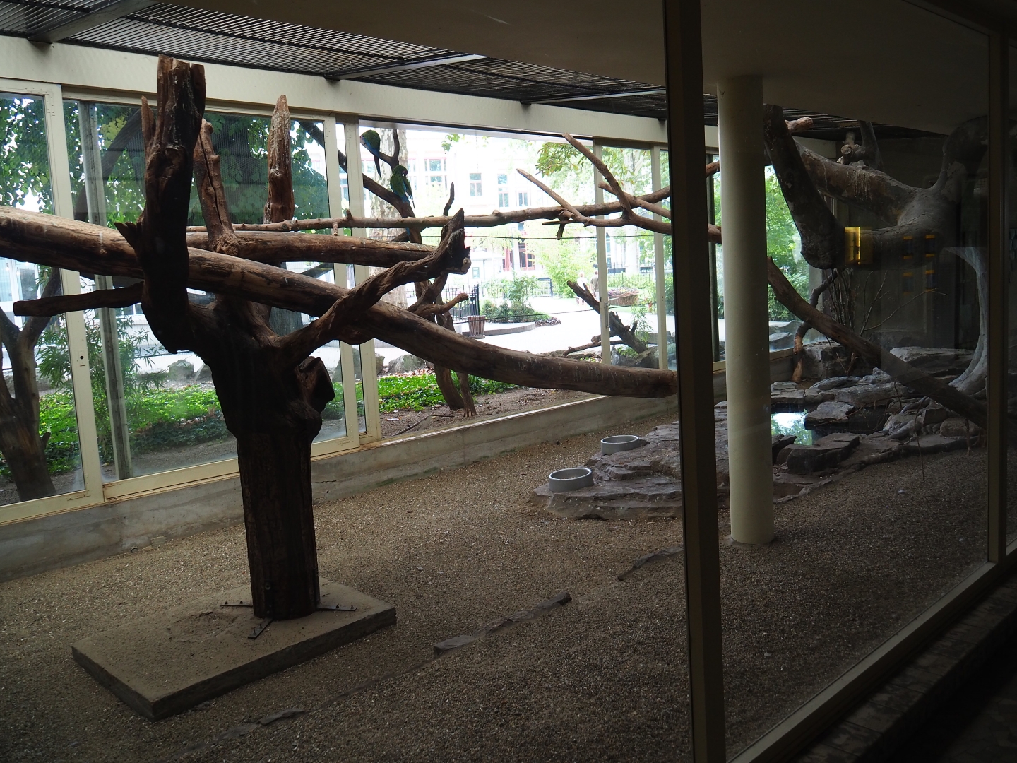 Indoor aviary Mexican military macaws