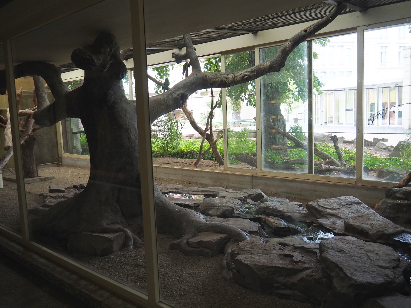 Indoor aviary Mexican military macaws