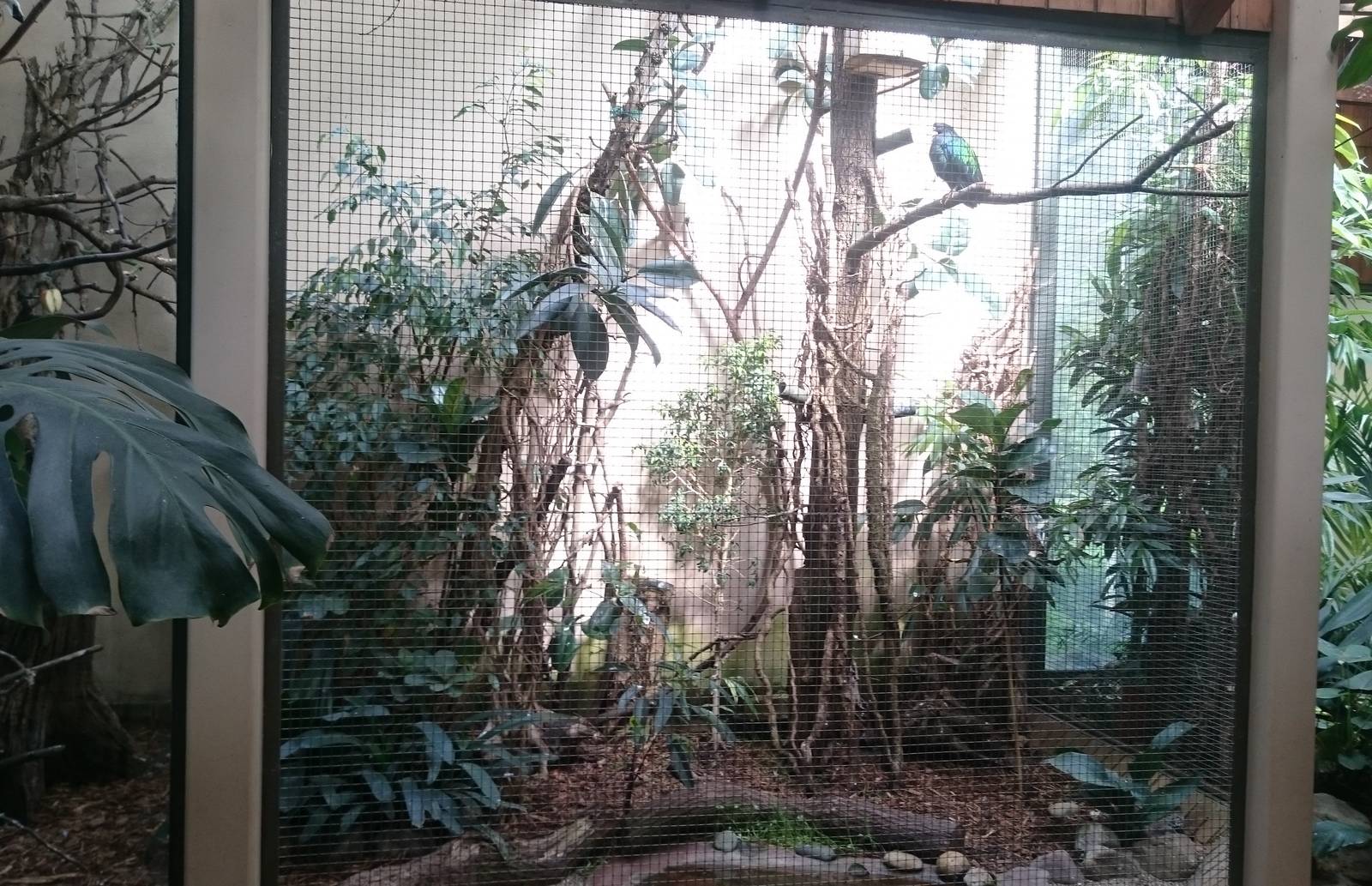 Indoor-aviary Nicobar pigeon