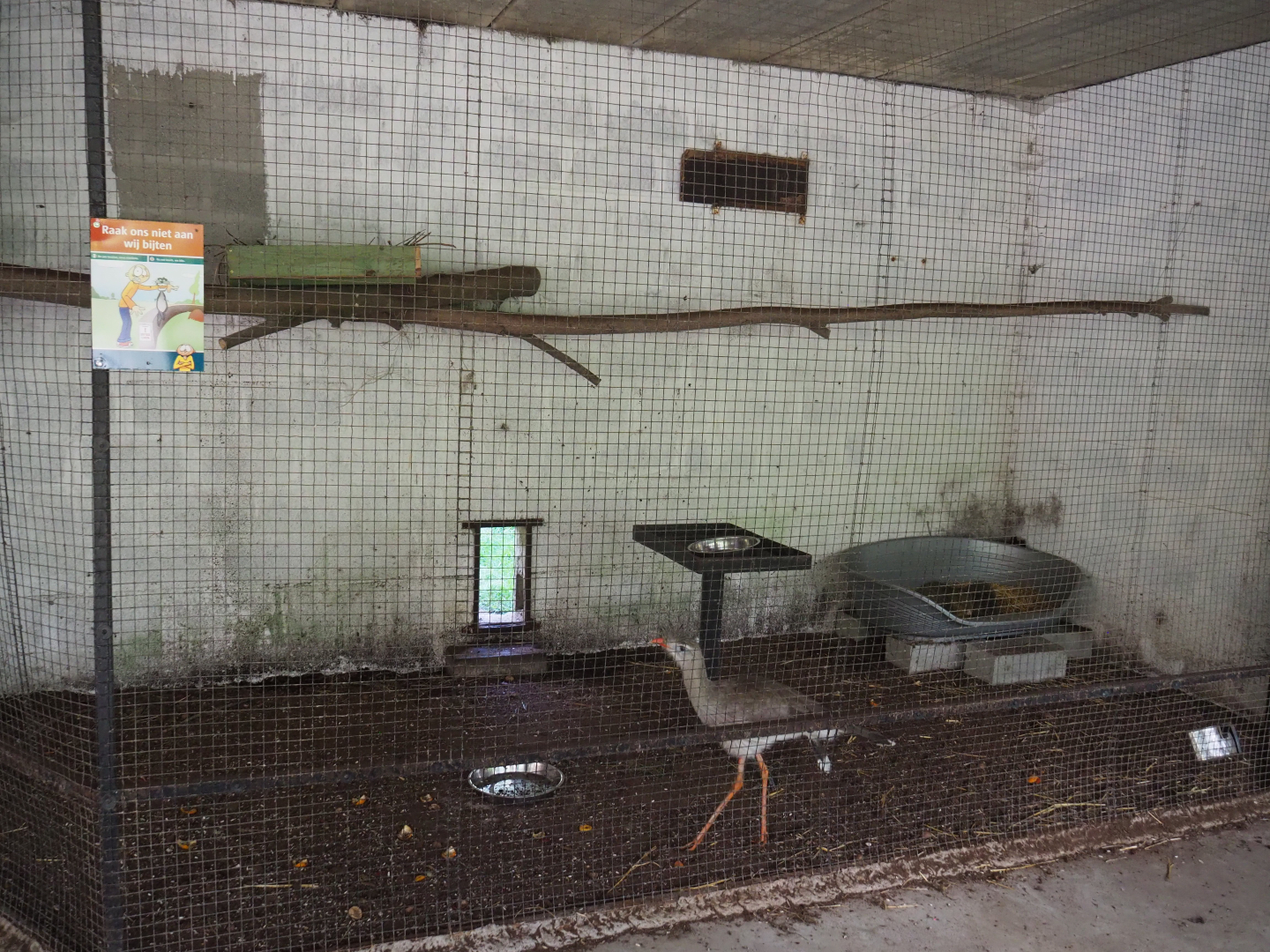 Indoor aviary Red-legged seriema and Azara's agouti, 2020-06-20