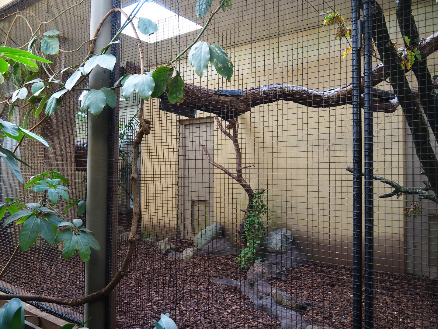 Indoor aviary Red-winged parrot - Wrinkled hornbill - Malayan great argus (Sep 16th, 2018)