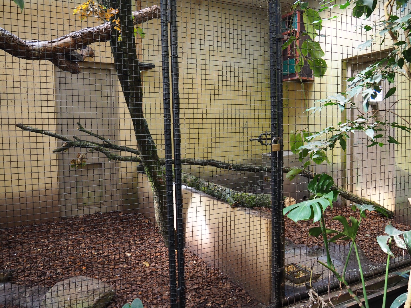 Indoor aviary Red-winged parrot - Wrinkled hornbill - Malayan great argus (Sep 16th, 2018)