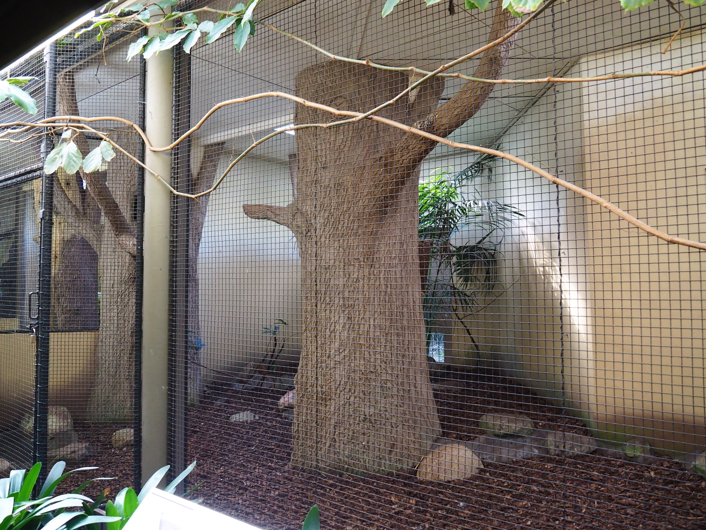 Indoor aviary Red-winged parrot - Wrinkled hornbill - Malayan great argus (Sep 16th, 2018)
