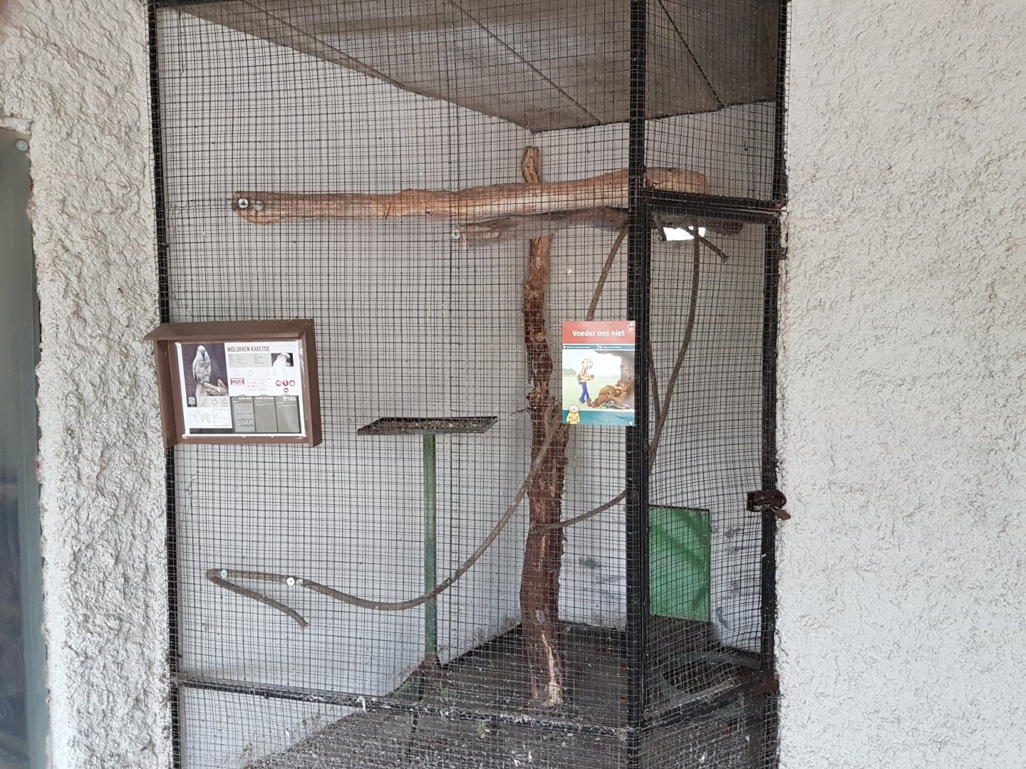 Indoor-aviary Salmon-crested cockatoo