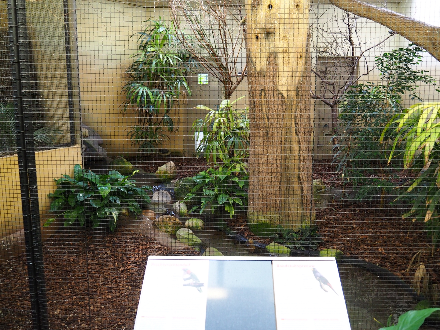 Indoor aviary Superb fruit dove - Grosbeak starling (Sep 16th, 2018)