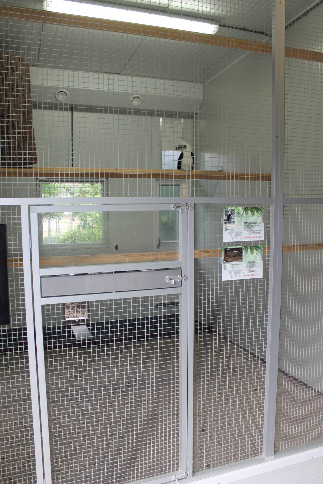 Indoor-aviary White-crested hornbill and Argus pheasant