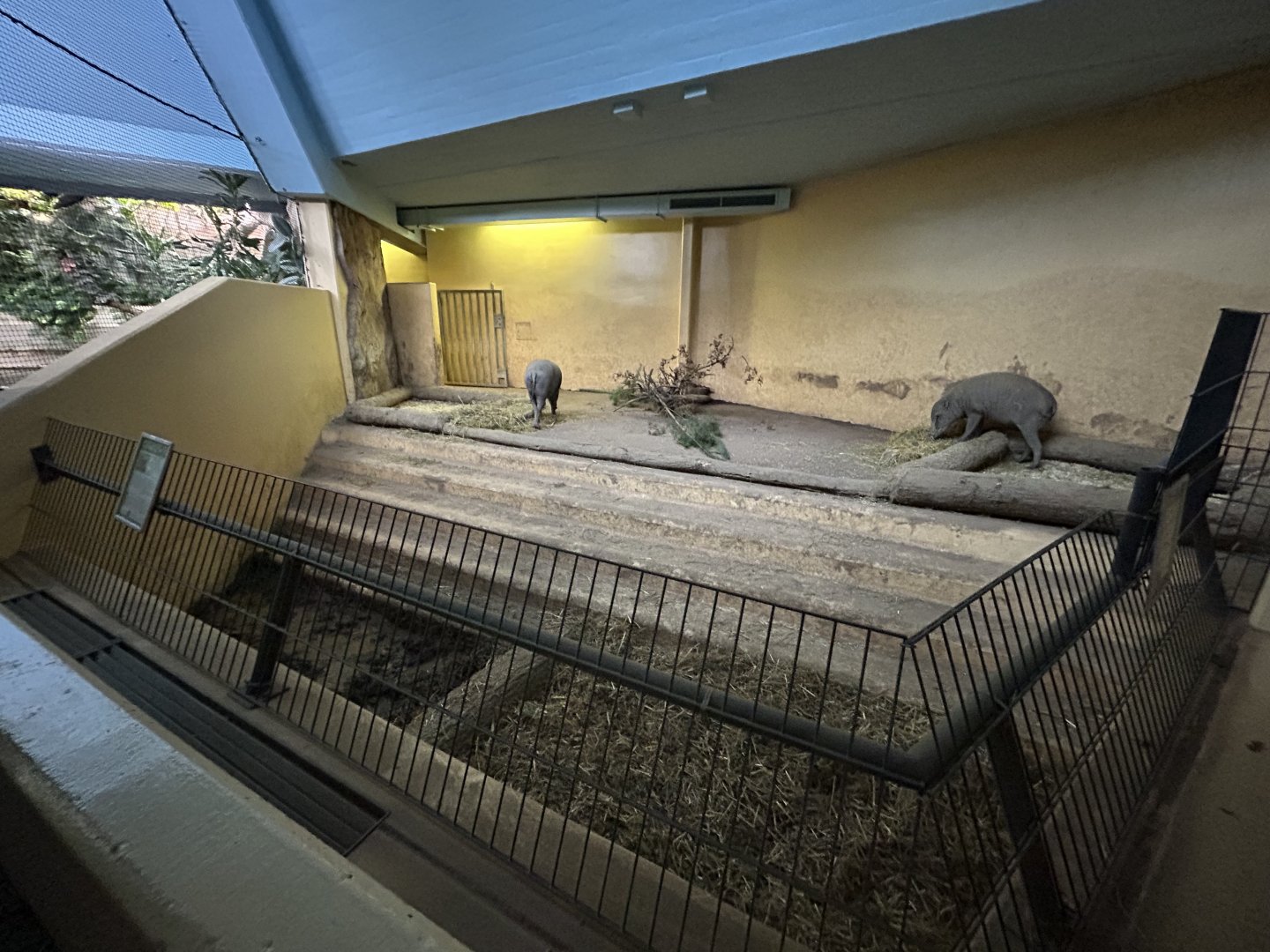 Indoor Babirusa Exhibit