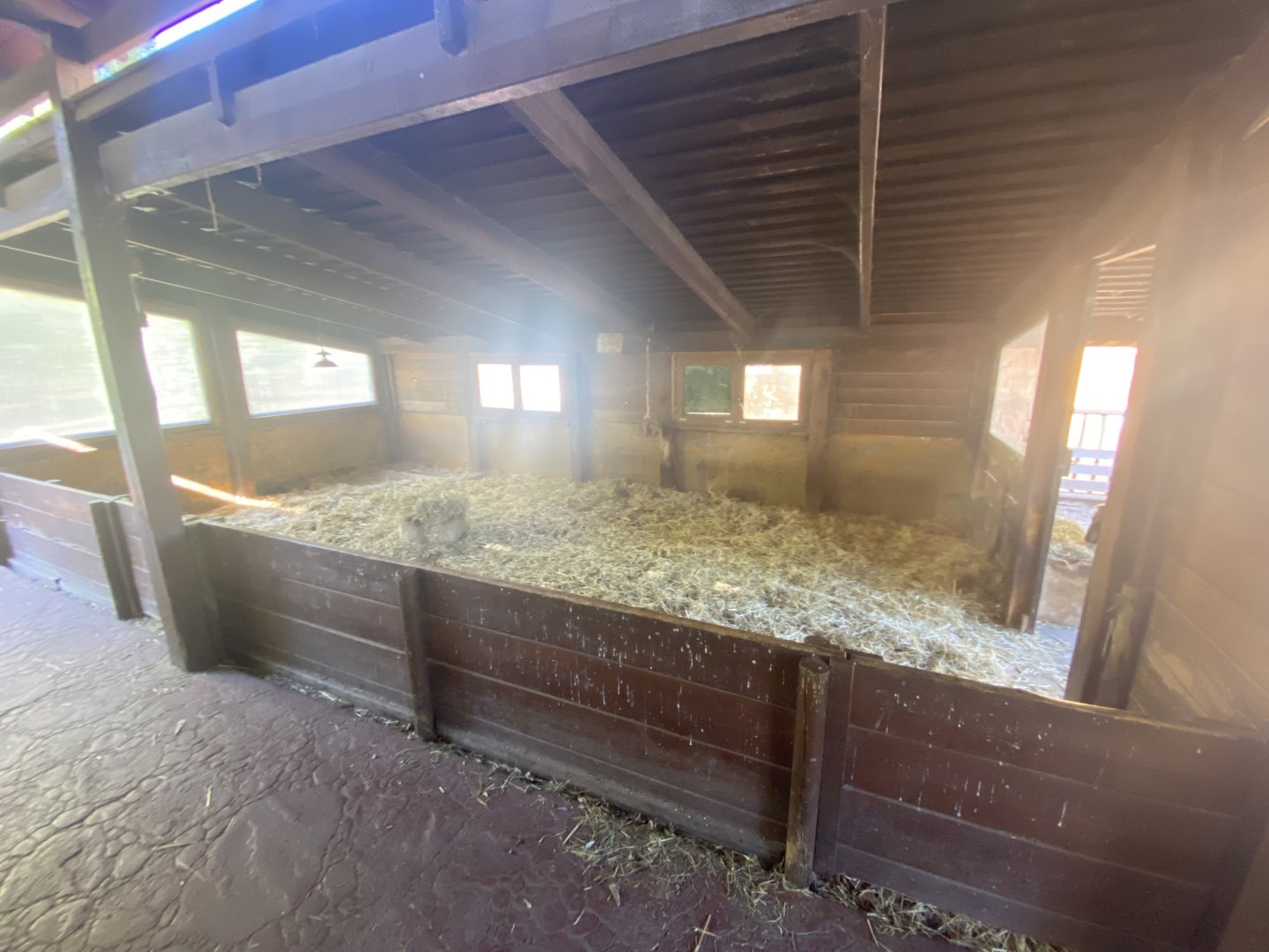 Indoor badger-faced sheep enclosure