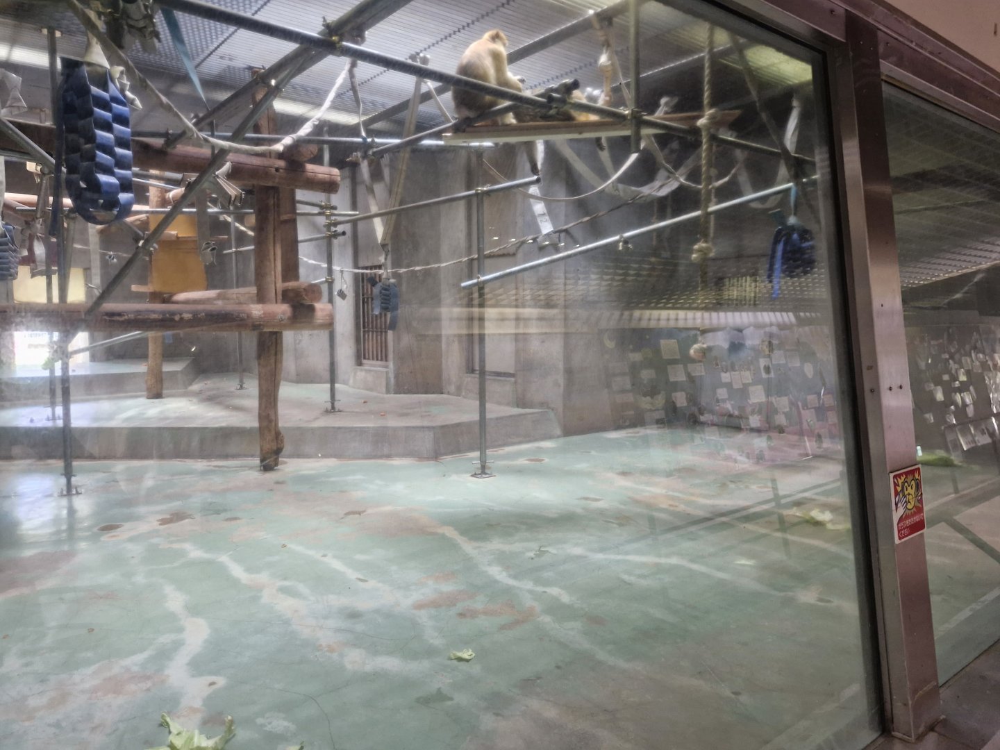 Indoor barbary macaque area