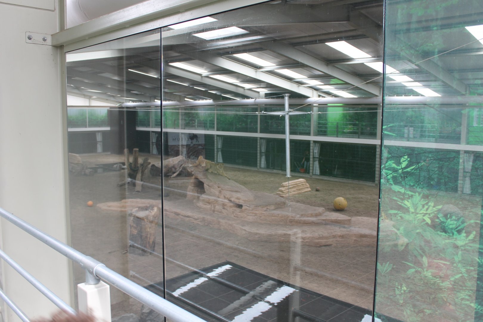 Indoor Big Cat Arena
