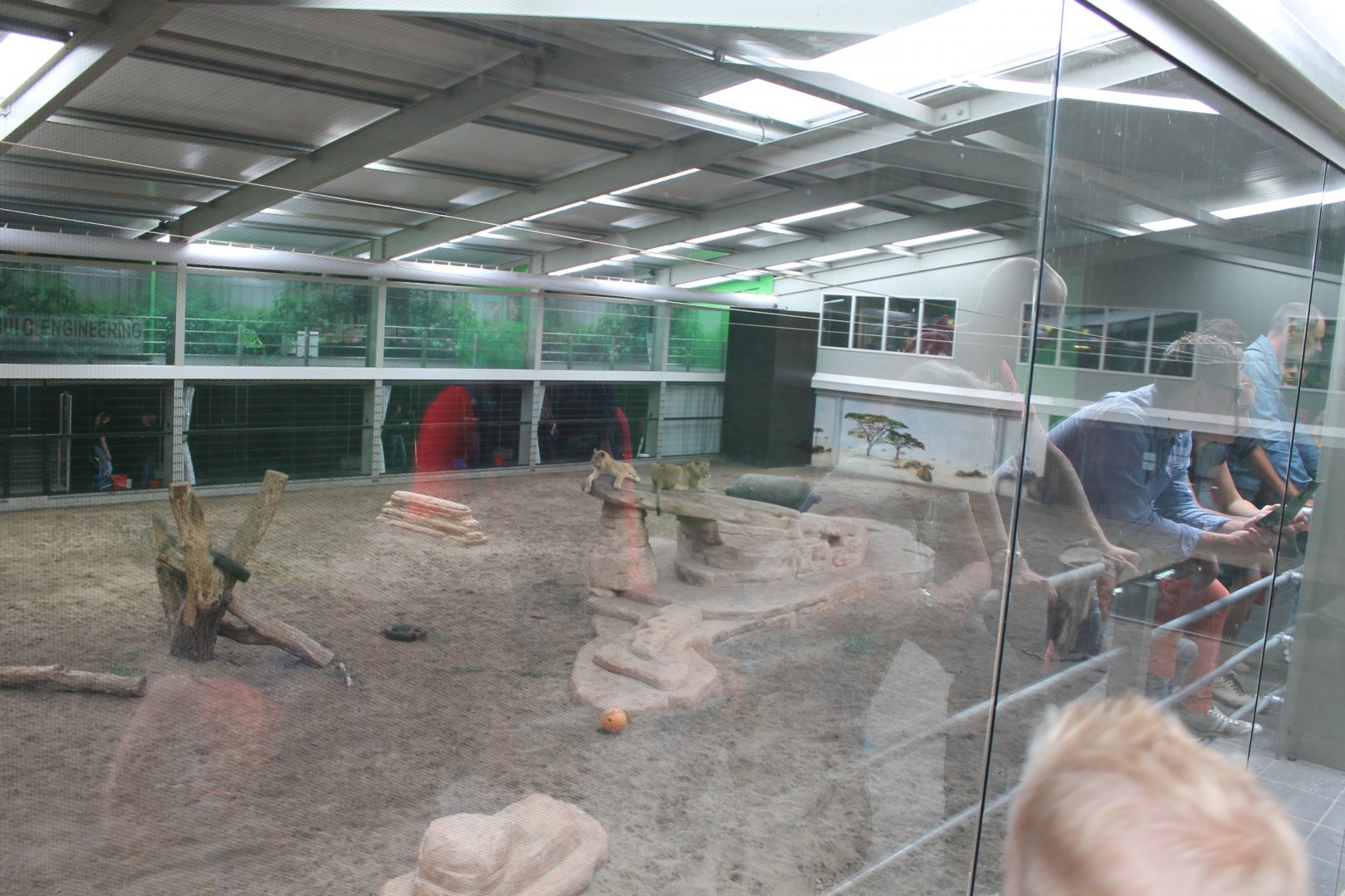 Indoor Big Cat Arena