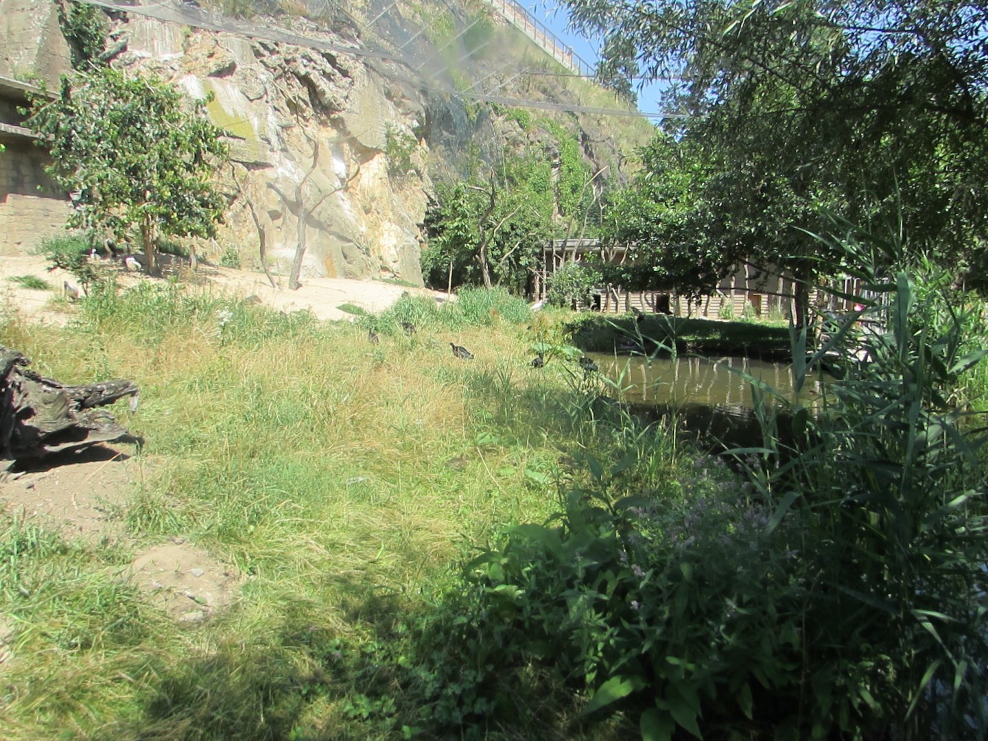 Indoor big walktrough aviary - July/2017