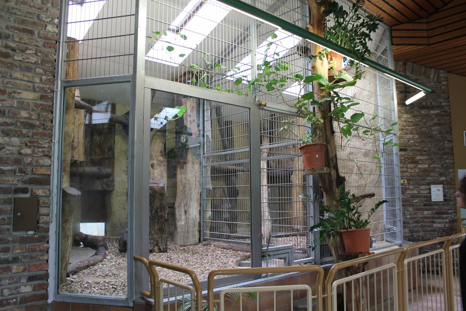 Indoor Binturong enclosure