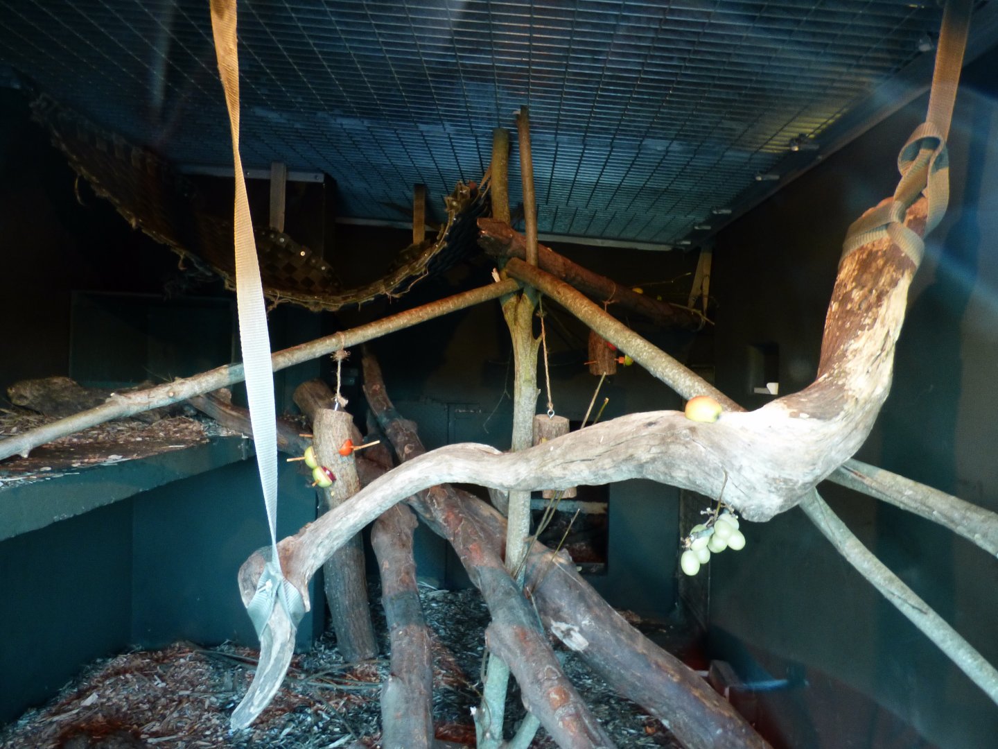 Indoor Binturong Enclosure