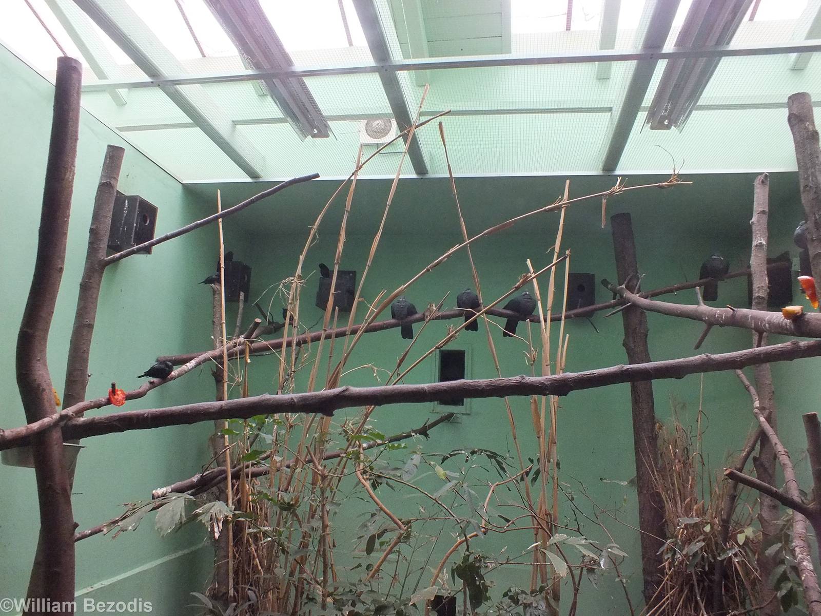 Indoor Bird Enclosure