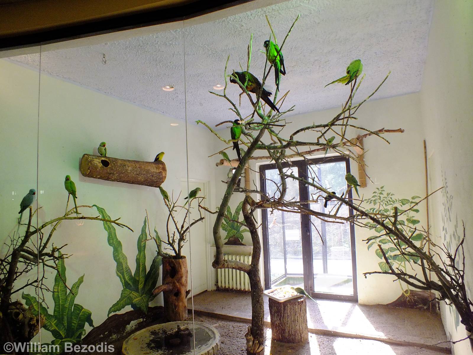 Indoor Bird Enclosure