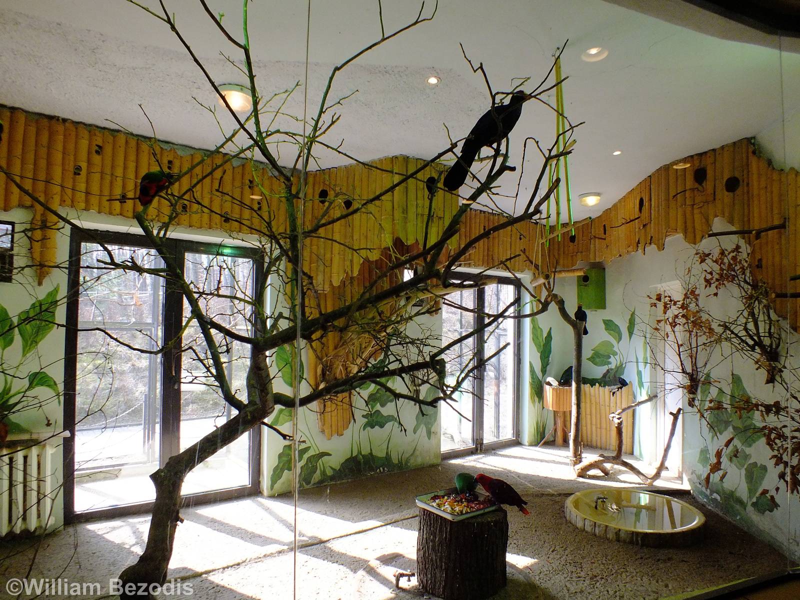 Indoor Bird Enclosure