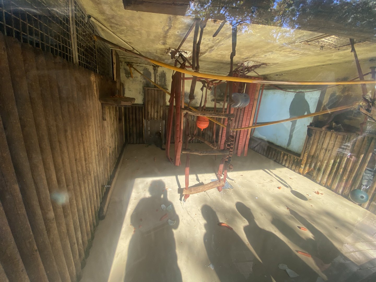 Indoor black-caps capuchin enclosure