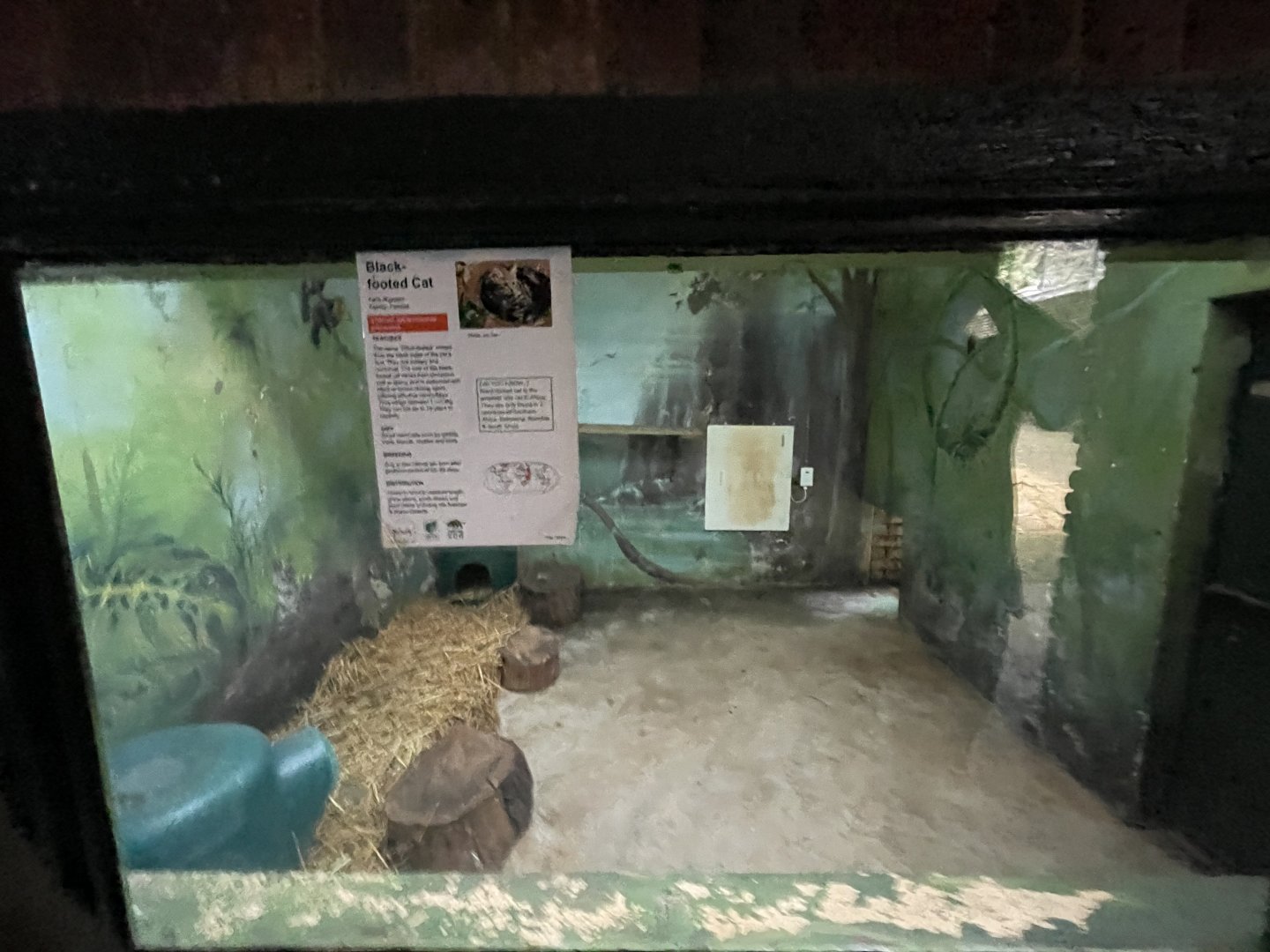 Indoor black-footed cat exhibit