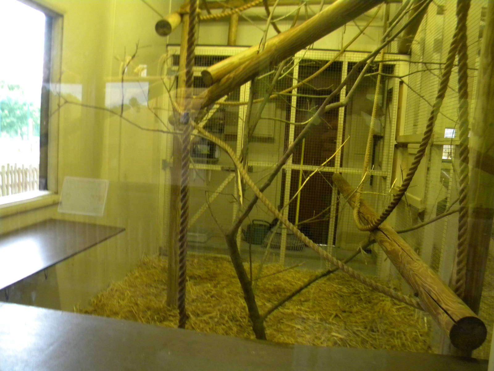 Indoor Black Howler enclosure at Blackpool Zoo 17/07/11
