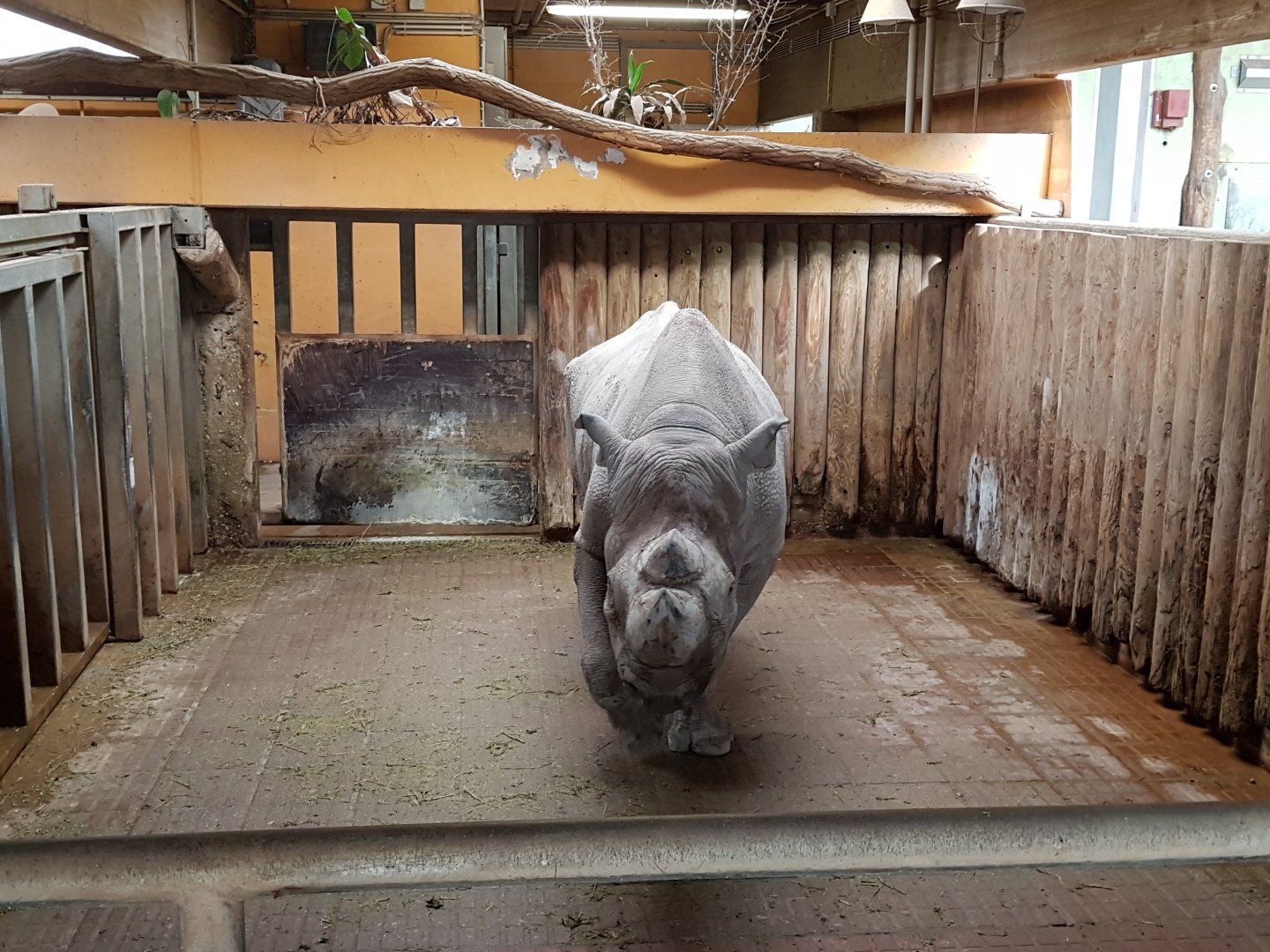 Indoor black rhinos accommodation