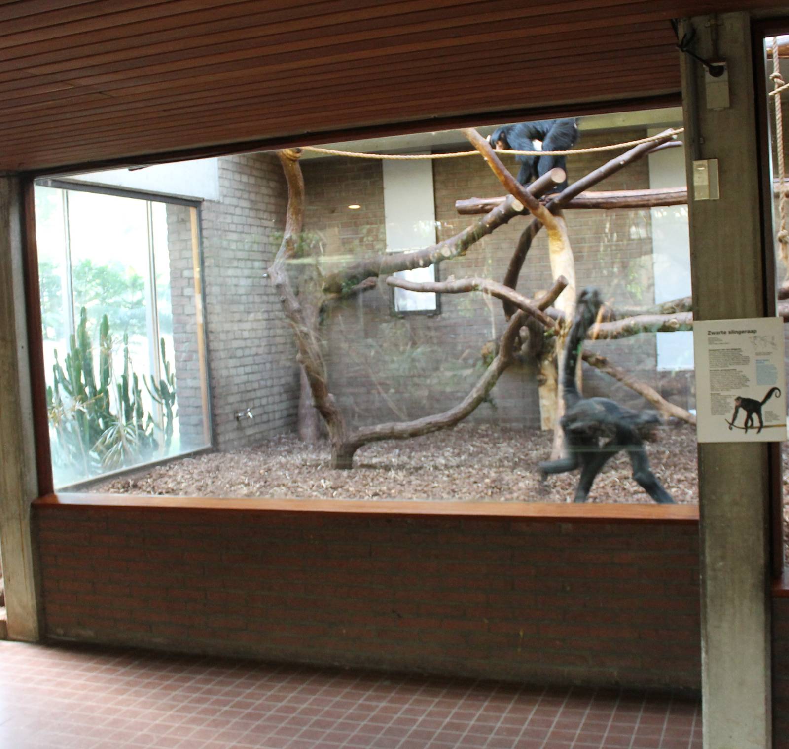Indoor Black spider monkey enclosure