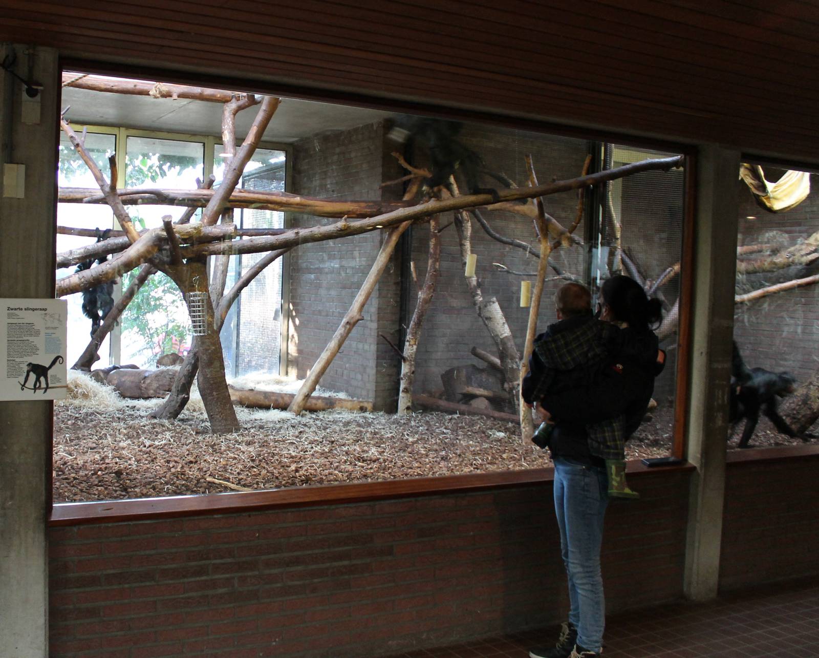 Indoor Black spider monkey enclosure