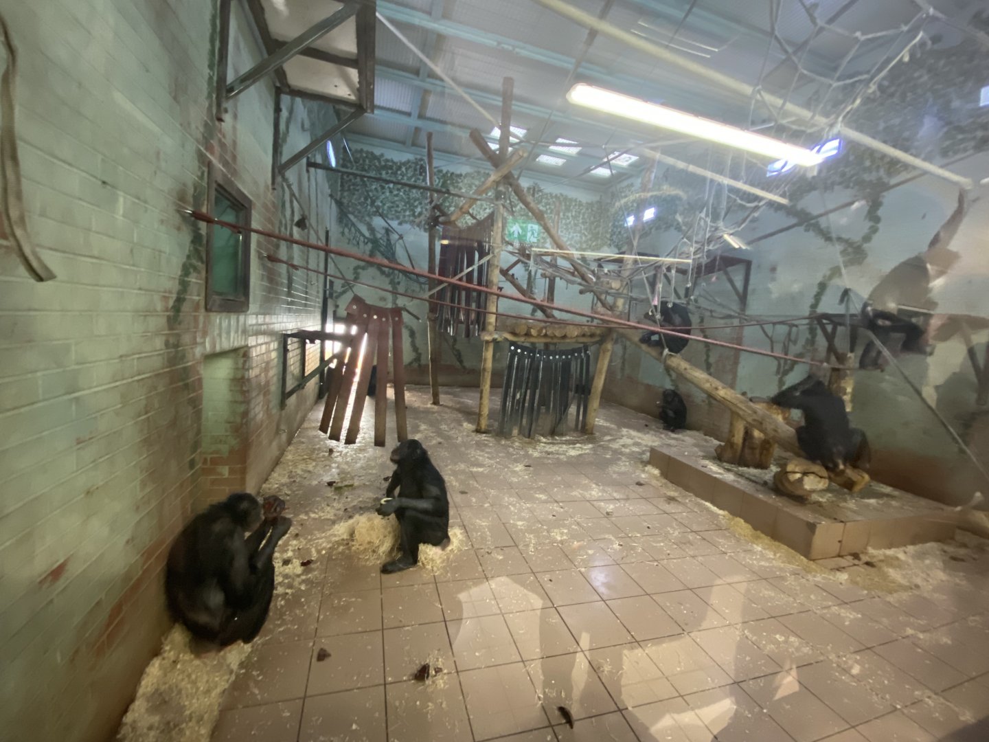 Indoor bonobo enclosure