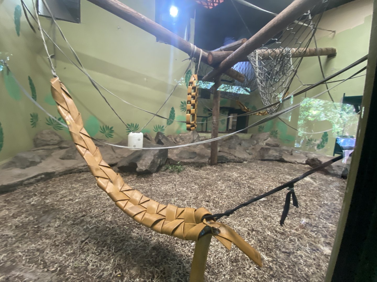 Indoor Bornean orangutan enclosure 1