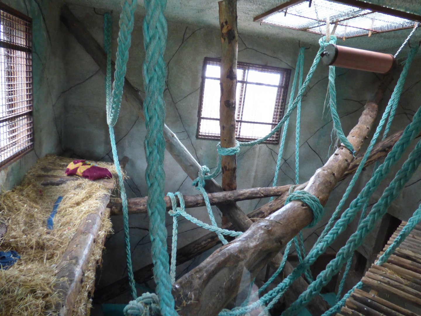 Indoor Bornean Orangutan Enclosure