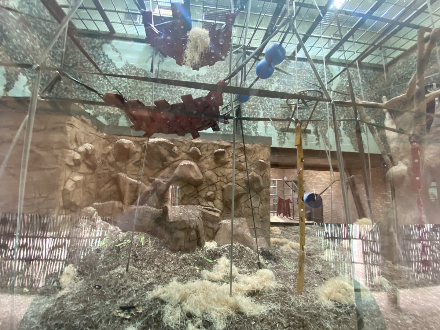 Indoor Bornean orangutan enclosure