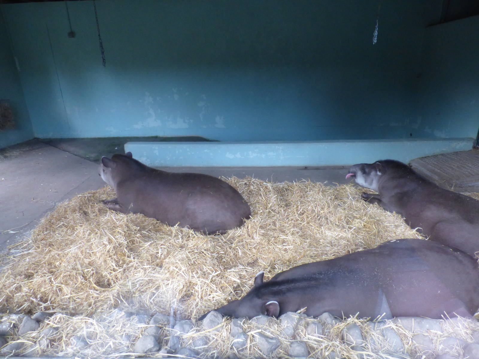 Indoor Brazillian Tapir Enclosure