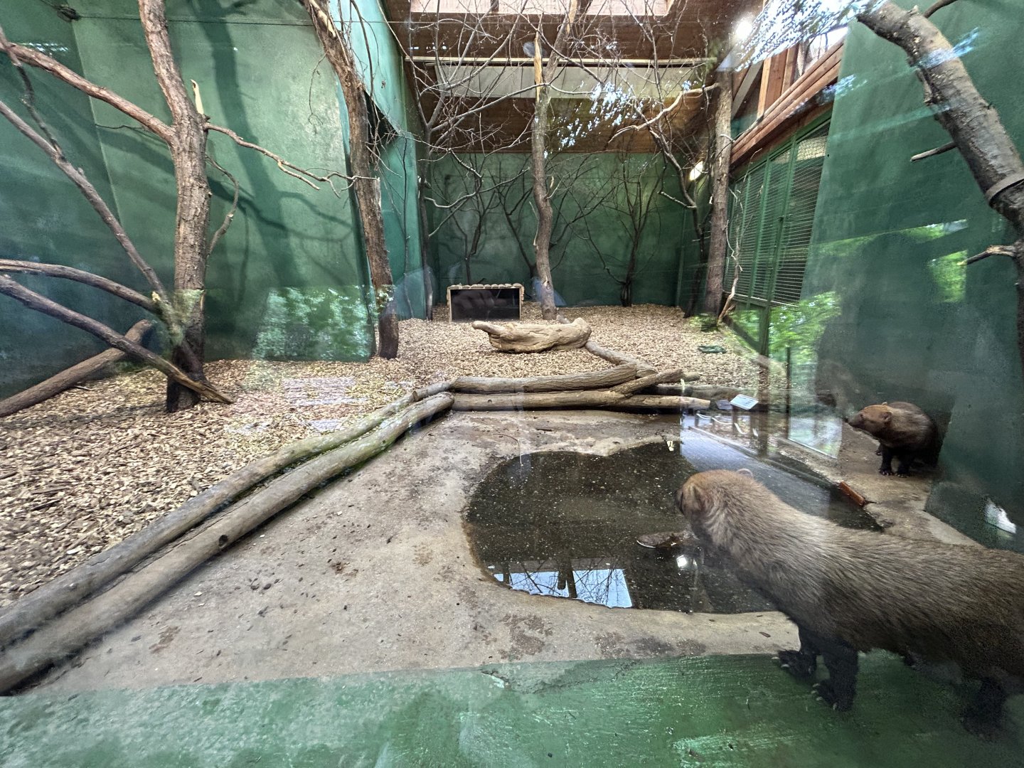Indoor Bush Dog Exhibit