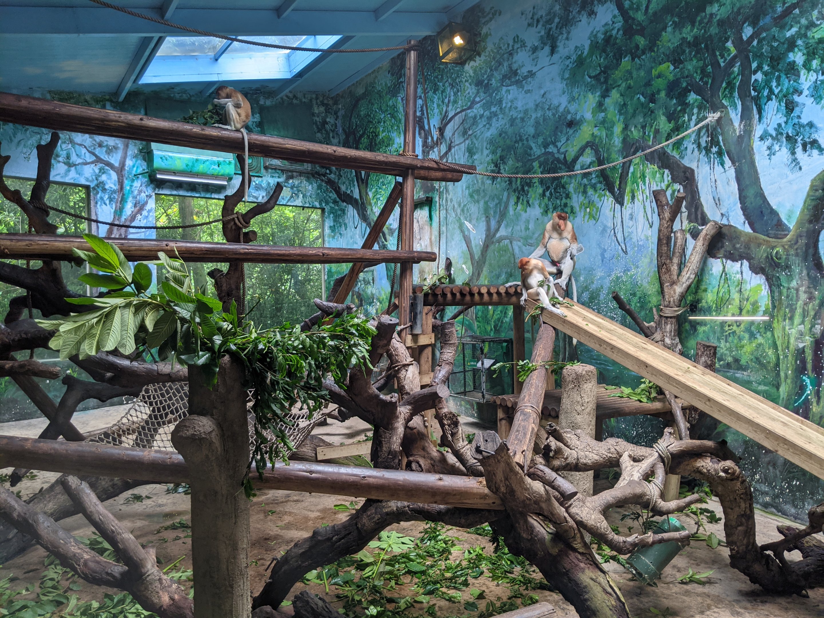 Indoor cage for Proboscis Monkeys (Nasalis larvatus)